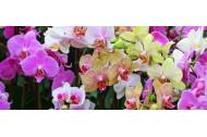 zľava Zájazd na medzinárodnú výstavu orchideí, kde budete môcť obdivovať orchidey z celého sveta