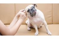 zľava Čistiace utierky pre psov Vet´s Best - čistenie uší, očí a zubov rýchlo a jednoducho